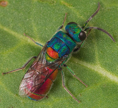 Chrysis scutellaris