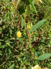 Sida rhombifolia