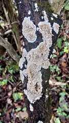 Phlebia rufa