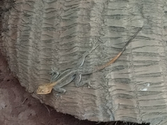 Agama agama