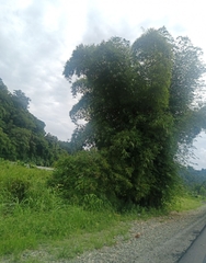 Phyllostachys angusta