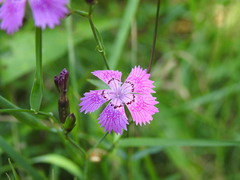 Dianthus seguieri
