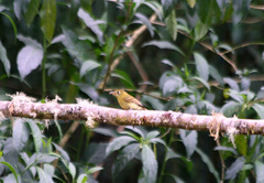 Empidonax flavescens