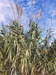 Arundo donax