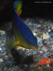 Stegastes xanthurus