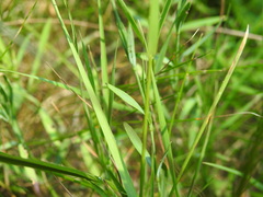 Dianthus seguieri