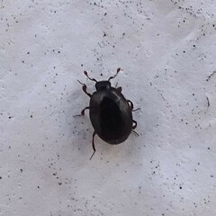 Histeridae