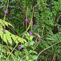 Amazilia tzacatl