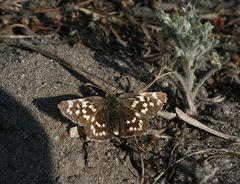 Pyrgus maculatus