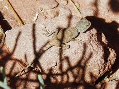 Pseudotrapelus sinaitus