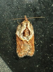Acleris maculidorsana