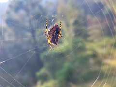 Neoscona orizabensis