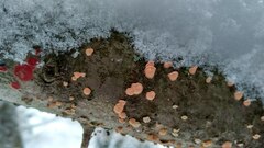 Aleurodiscus amorphus