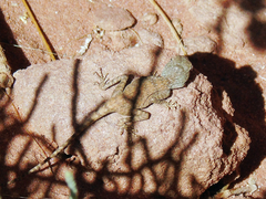 Pseudotrapelus sinaitus