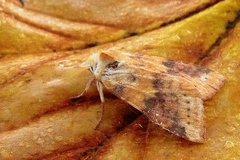 Xanthia ocellaris