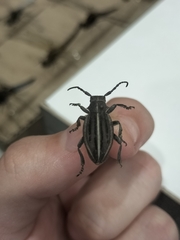 Dorcadion holosericeum