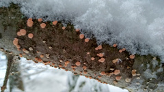 Aleurodiscus amorphus