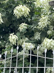 Mussaenda philippica