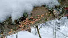 Aleurodiscus amorphus