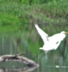 Ardea intermedia brachyrhyncha