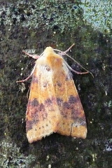 Xanthia ocellaris