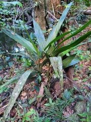 Palmorchis pubescens