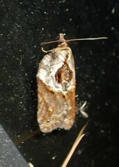Acleris maculidorsana