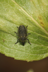 Larinus scolymi