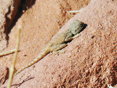 Pseudotrapelus sinaitus