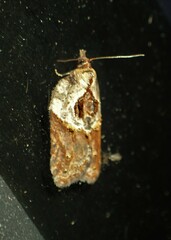 Acleris maculidorsana