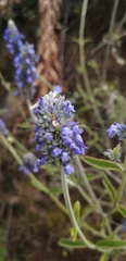 Salvia lavanduloides