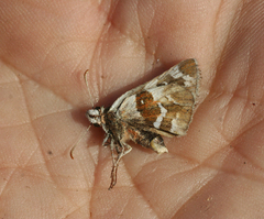 Pyrgus maculatus