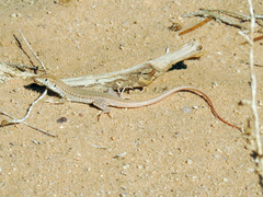 Acanthodactylus boskianus