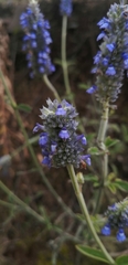 Salvia lavanduloides