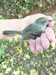 Thamnophilus caerulescens