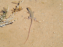Acanthodactylus boskianus