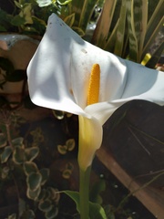 Zantedeschia