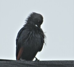 Onychognathus morio morio