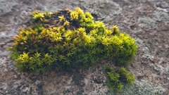 Lewinskya