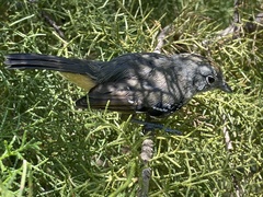Thamnophilus caerulescens