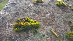 Lewinskya