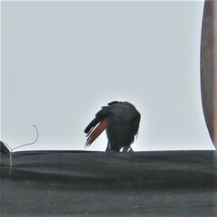 Onychognathus morio morio