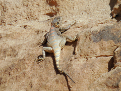 Laudakia vulgaris