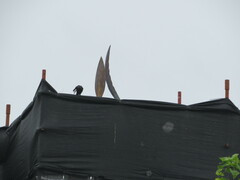 Onychognathus morio morio