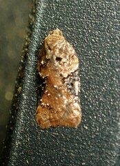 Acleris braunana