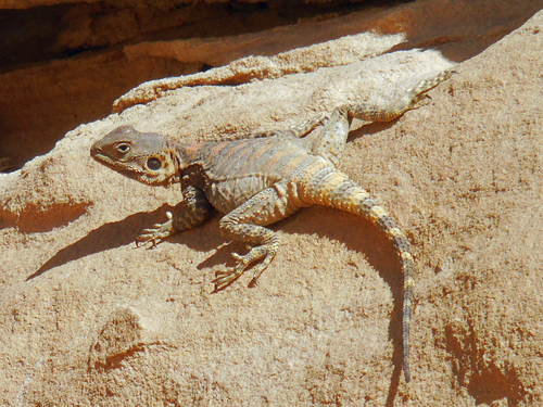 Egyptian Rock Agama, Laudakia vulgaris