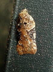 Acleris braunana