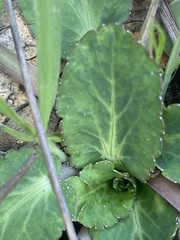 Eryngium creticum