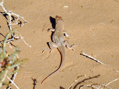 Acanthodactylus boskianus