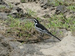 Motacilla aguimp